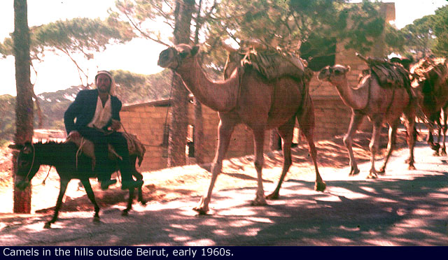 b24_Camels_Lebanon_0031