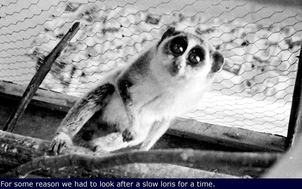 g1_SlowLoris