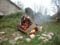 bfire