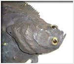flatfish detail
