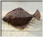 Contented Sole pub sign