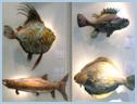fish gallery link