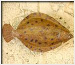 flounder